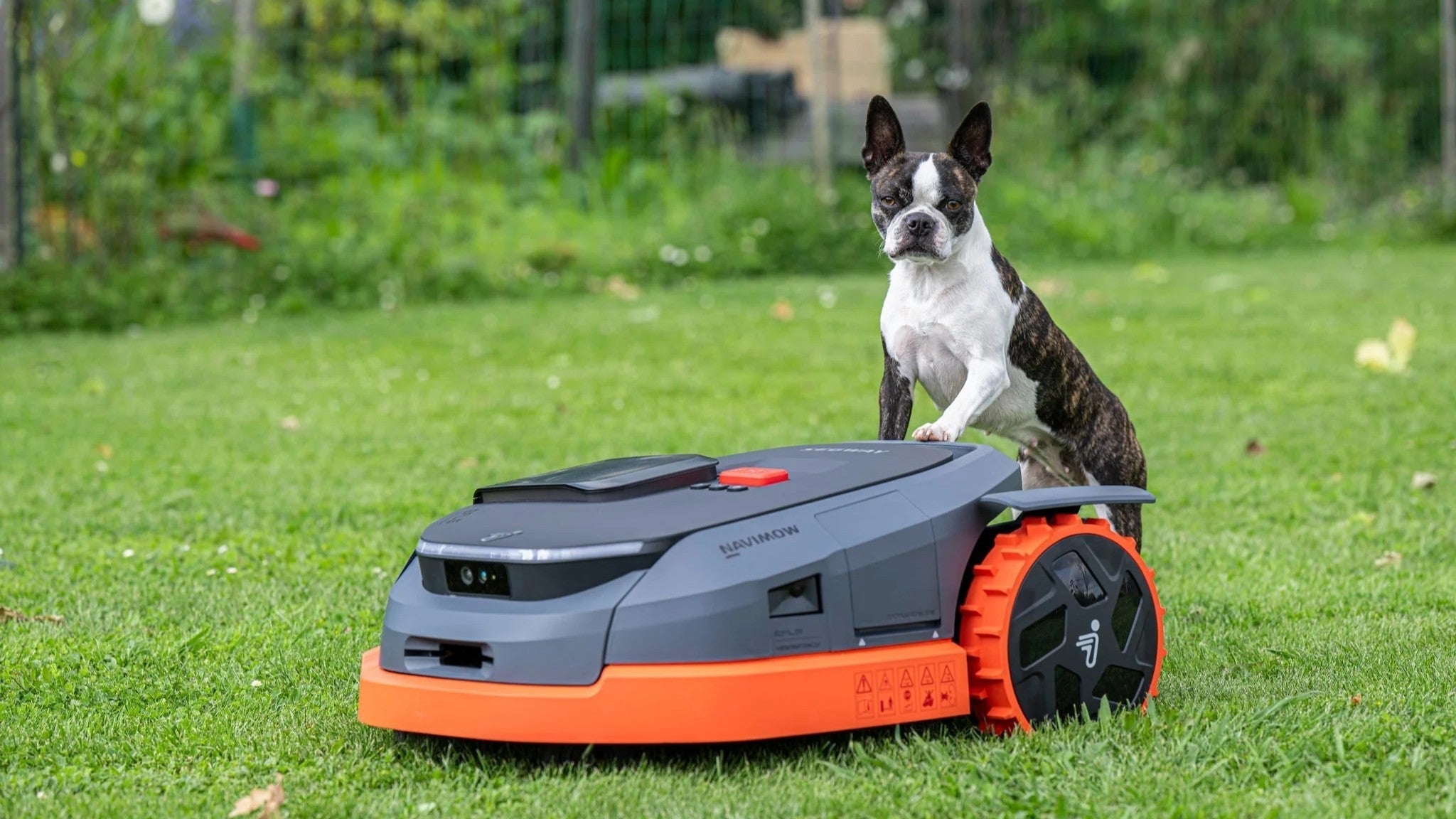 Robotmaaier in een tuin met een hond, toont moderne gazonrobot en veilige werking rond huisdieren