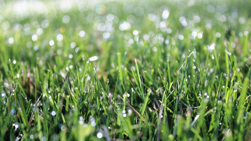 Nat gras maaien in het voorjaar: Kan een slimme robotmaaier dat aan?