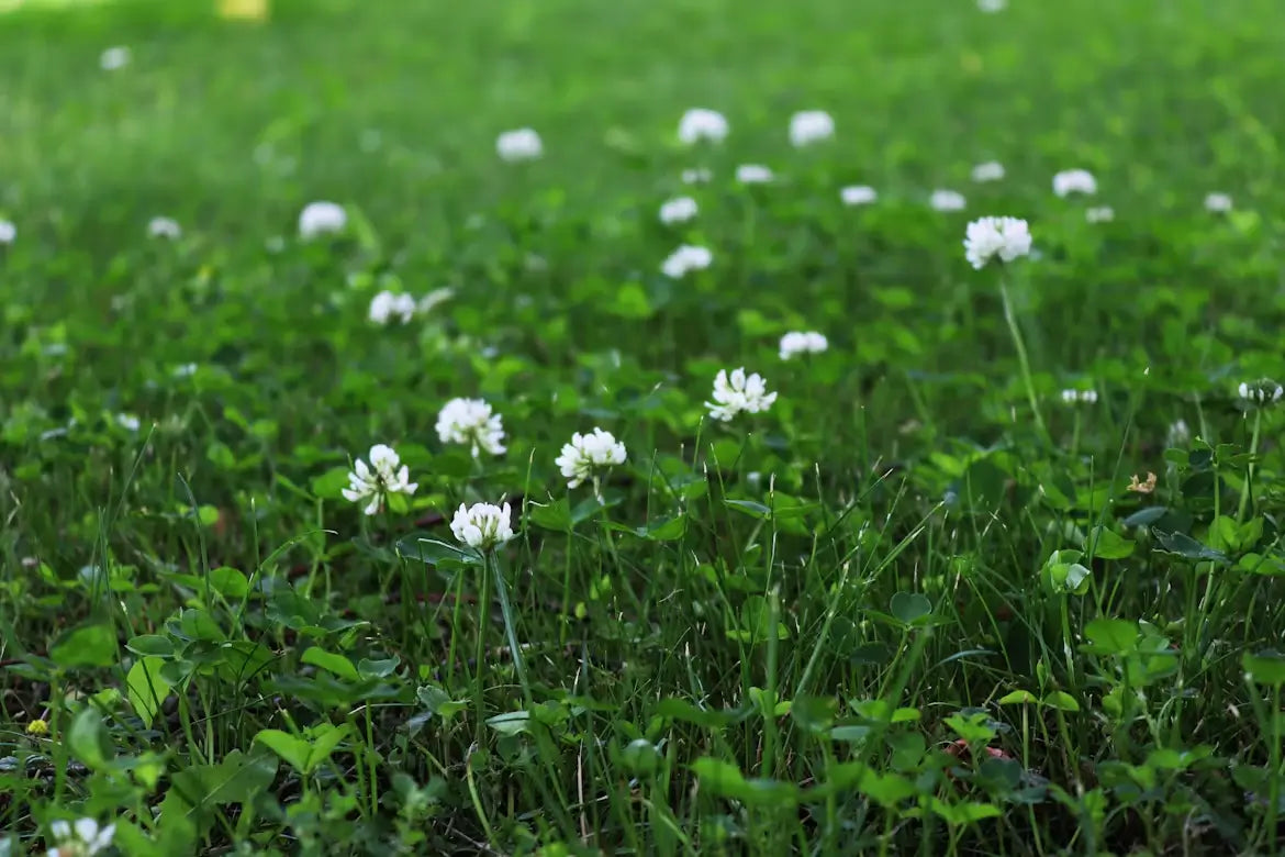 Witte klaver (Trifolium repens) groeit tussen het gras in een Belgisch gazon.