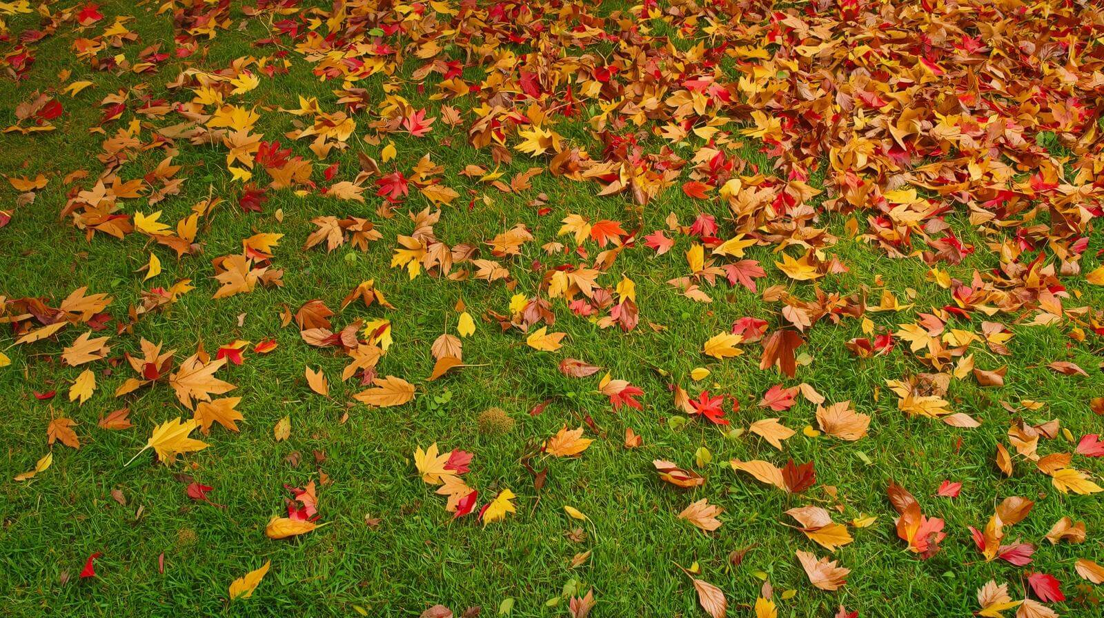 Gras maaien in de herfst: Zo maakt u uw gazon winterklaar in België