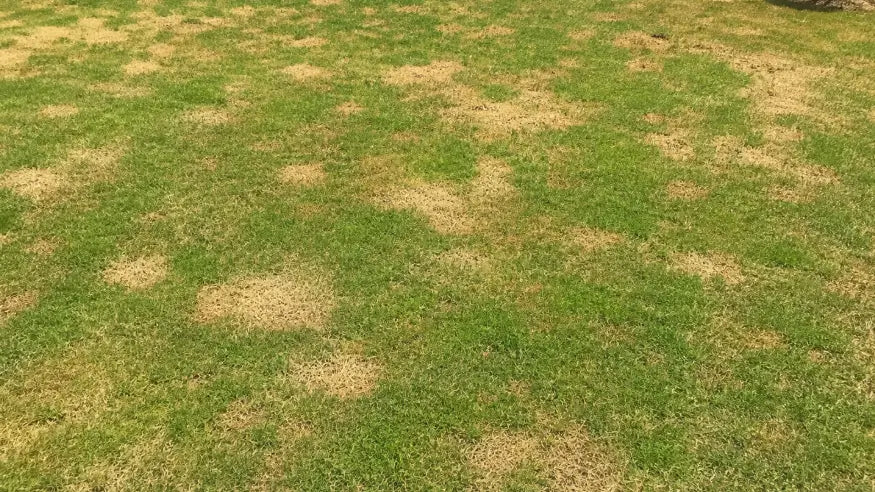 Een groen gazon met verspreide gele en bruine plekken veroorzaakt door droogte of onvoldoende bewatering.